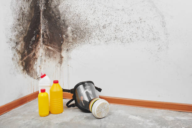 Trusted Harleysville, PA Mold Removal Experts
