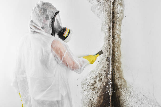 Best Attic Mold Removal  in Harleysville, PA