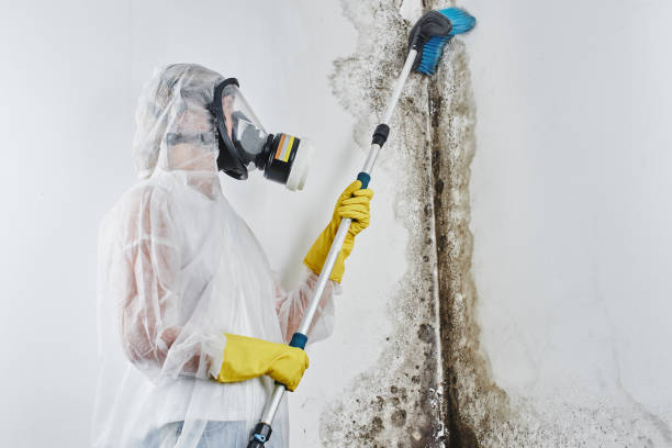 Best Mold Testing  in Harleysville, PA