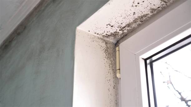 Best Residential Mold Removal  in Harleysville, PA