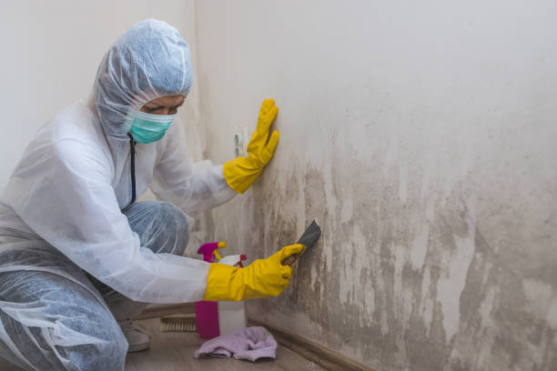 Best Professional Mold Removal  in Harleysville, PA