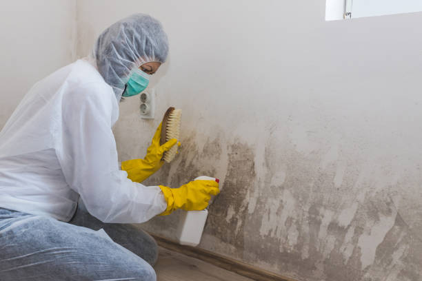 Best Mold Removal Company Near Me  in Harleysville, PA