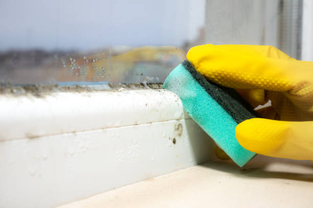 Best Best Mold Removal Companies  in Harleysville, PA