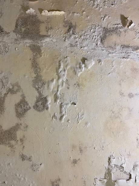 Best Mold Cleaning Services  in Harleysville, PA