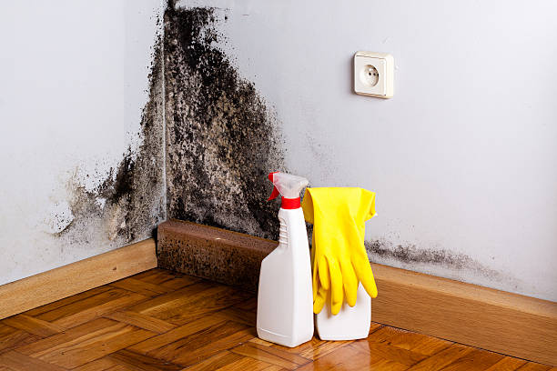 Best Certified Mold Removal  in Harleysville, PA