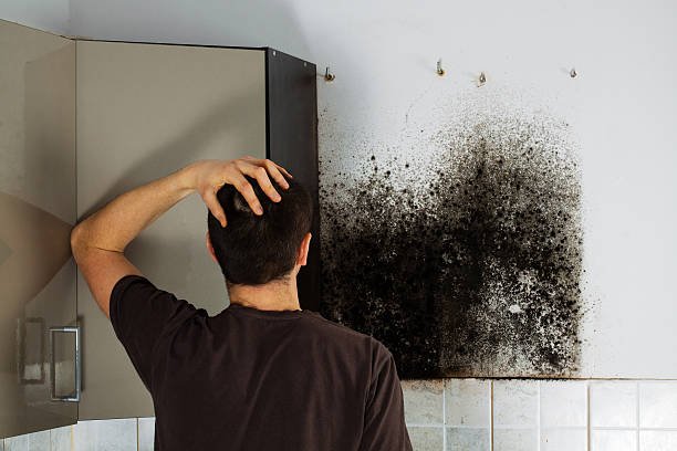 Best Fast Mold Removal  in Harleysville, PA