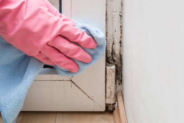 Harleysville, PA Mold Removal Company